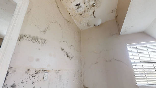 Best Forensic Mold Investigation  in Selden, NY