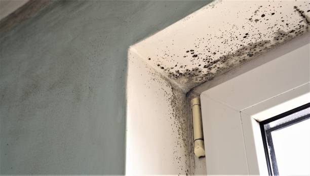 Best Attic Mold Removal  in Selden, NY