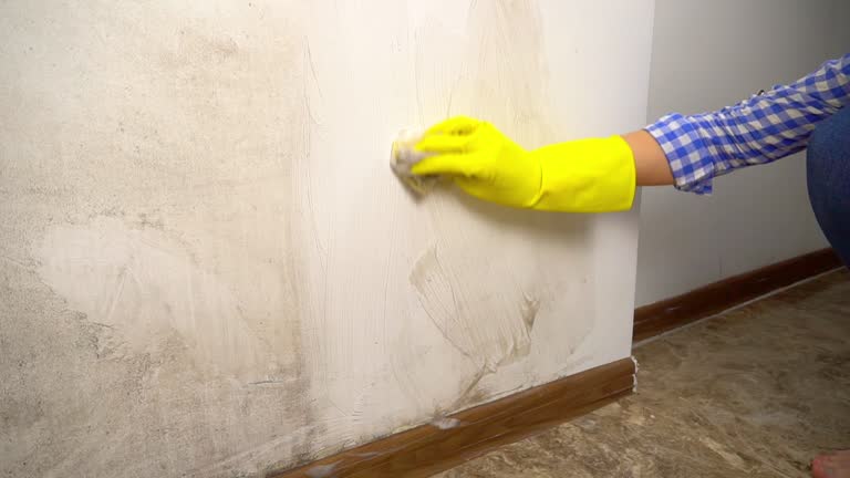 Best Mold Odor Removal Services  in Selden, NY